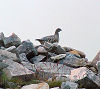 Ptarmigan on Ben More Assynt - Wester Ross