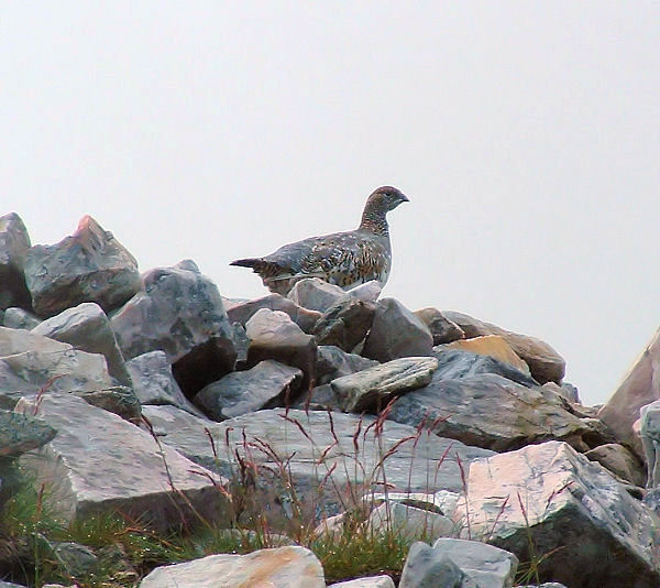 Ptarmigan on Ben More Assynt - Wester Ross
